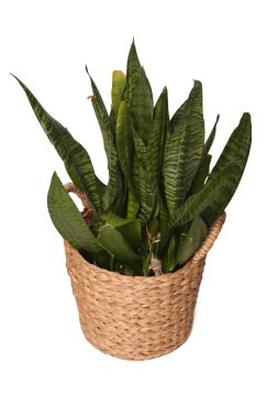 Çiçek - Genç Sansevieria trifasciata hasır sepetin içinde beyaz üzerine izole edilmiş bir saksı