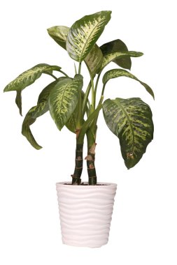 Dieffenbachia ya da dambıl çiçek saksısında beyaz arka planda izole edilmiş. Dieffenbachia seguine, Dieffenbachia familyasından tropikal Amerika 'ya özgü bir seguin türüdür.