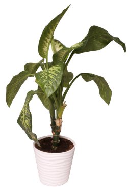 Dieffenbachia ya da dambıl çiçek saksısında beyaz arka planda izole edilmiş. Dieffenbachia seguine, Dieffenbachia familyasından tropikal Amerika 'ya özgü bir seguin türüdür.