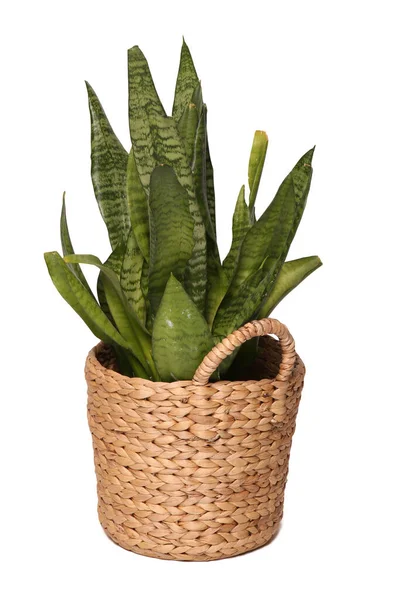 Çiçek Genç Sansevieria Trifasciata Hasır Sepetin Içinde Beyaz Üzerine Izole — Stok fotoğraf