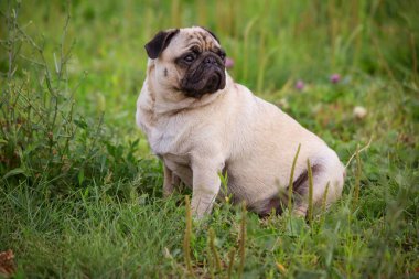 Tatlı köpek yazın çimlerin üzerinde oturur.