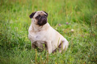 Tatlı köpek yazın çimlerin üzerinde oturur.