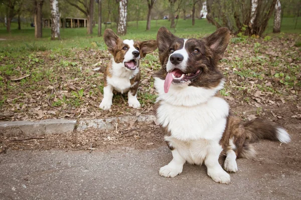 Cardigan Corgi Grama — Fotografia de Stock