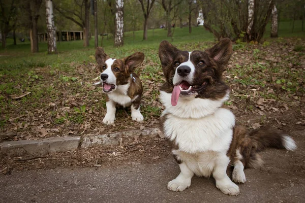 Cardigan Corgi Траве — стоковое фото