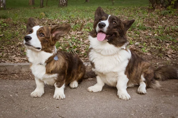 Cardigan Corgi Auf Dem Gras — Stockfoto