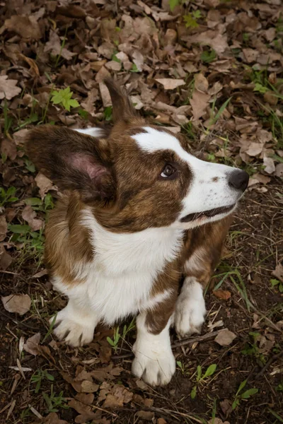 Cardigan Corgi Траве — стоковое фото