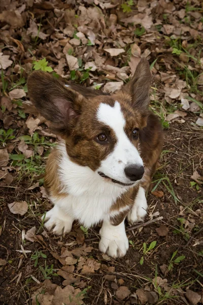 Cardigan Corgi Траве — стоковое фото