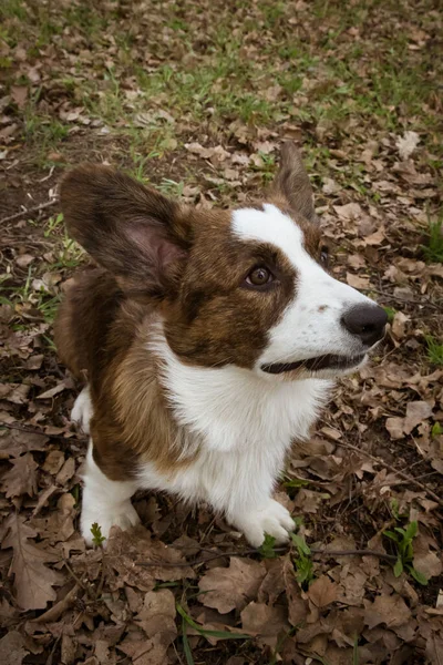 Cardigan Corgi Траве — стоковое фото