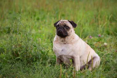 Tatlı köpek yazın çimlerin üzerinde oturur.