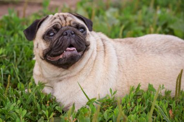 Tatlı köpek yazın çimlerin üzerinde oturur.