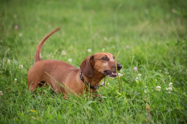 Dışarıdaki Dachshund köpeğinin portresi. Yeşil çimlerin üzerinde duran güzel Dachshund. Standart pürüzsüz saçlı bir dachshund. Doğada sevimli küçük bir köpek