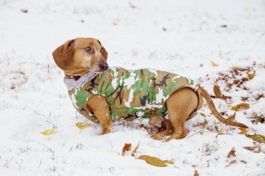 Doğada kışın Dachshund, kamuflaj elbisesi içinde kar üzerinde. Giysiler içinde bir av köpeği. Sonbaharın başı, kış.