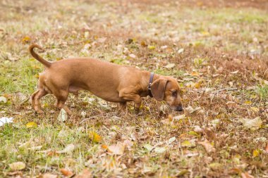 Turuncu dachshund doğada, sonbaharda açık havada yürüyor..