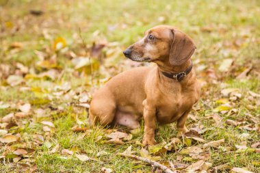 Turuncu dachshund doğada, sonbaharda açık havada yürüyor..