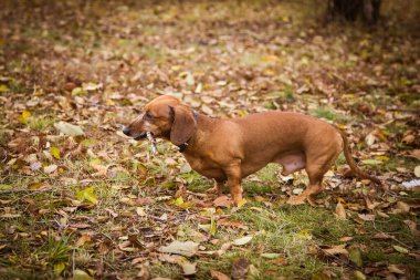 Turuncu dachshund doğada, sonbaharda açık havada yürür. Ağzına sopa dayar, köpekle oynar. Evcil hayvanı gezdir.
