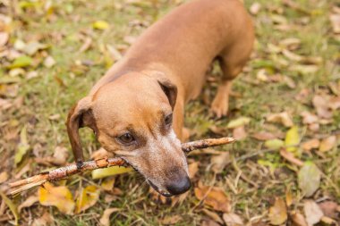 Turuncu dachshund doğada, sonbaharda açık havada yürür. Ağzına sopa dayar, köpekle oynar. Evcil hayvanı gezdir.