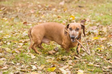 Turuncu dachshund doğada, sonbaharda açık havada yürür. Ağzına sopa dayar, köpekle oynar. Evcil hayvanı gezdir.