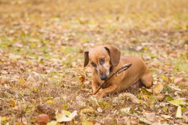 Bir portakal dachshund doğada yürür ve bir sopa kemirir. Sokakta sonbahar.