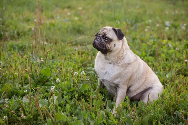 The cute pug sits on the grass in the summer
