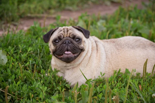 Χαριτωμένο Pug Κάθεται Στο Γρασίδι Καλοκαίρι — Φωτογραφία Αρχείου