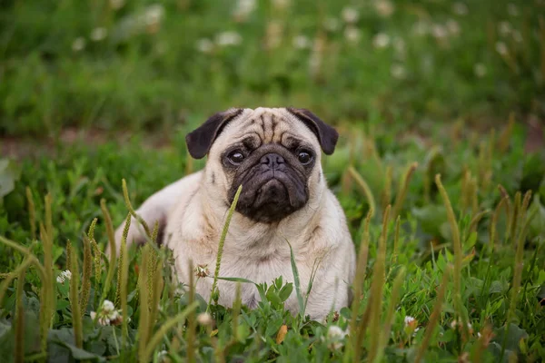 Carlin Mignon Est Assis Sur Herbe Été — Photo