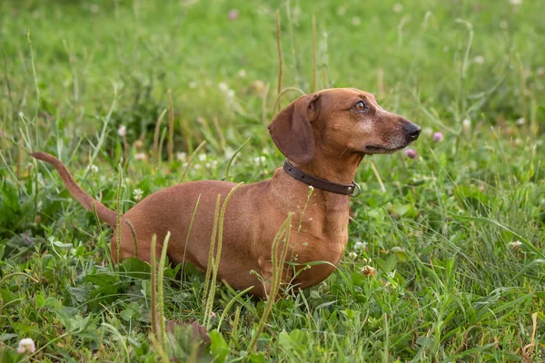 Dachshund Σκυλί Εξωτερικούς Χώρους Όμορφη Dachshund Στέκεται Στο Πράσινο Γρασίδι — Φωτογραφία Αρχείου