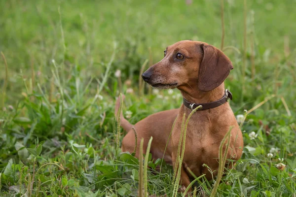 Dachshund Σκυλί Εξωτερικούς Χώρους Όμορφη Dachshund Στέκεται Στο Πράσινο Γρασίδι — Φωτογραφία Αρχείου
