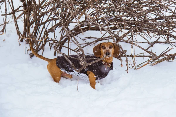 An orange dachshund dog Hand Made dressed in a suit, walks in the winter. Russia, Samara, April 1, 2018.