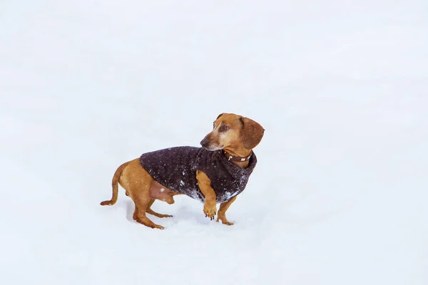 Ένα Πορτοκαλί Dachshund Σκυλί Χέρι Φτιαγμένο Κοστούμι Περπατά Χειμώνα Ρωσία — Φωτογραφία Αρχείου