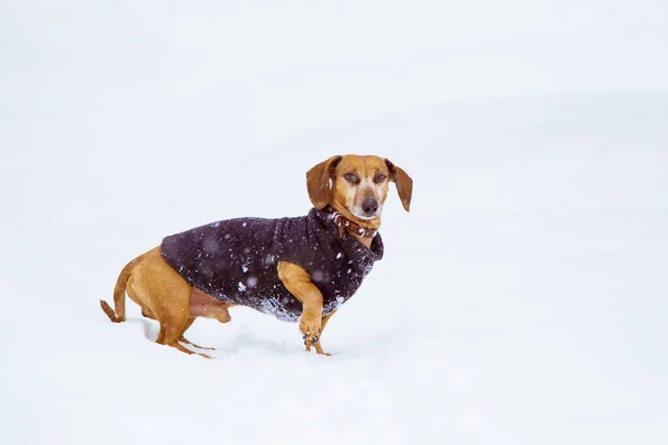 An orange dachshund dog Hand Made dressed in a suit, walks in the winter. Russia, Samara, April 1, 2018.