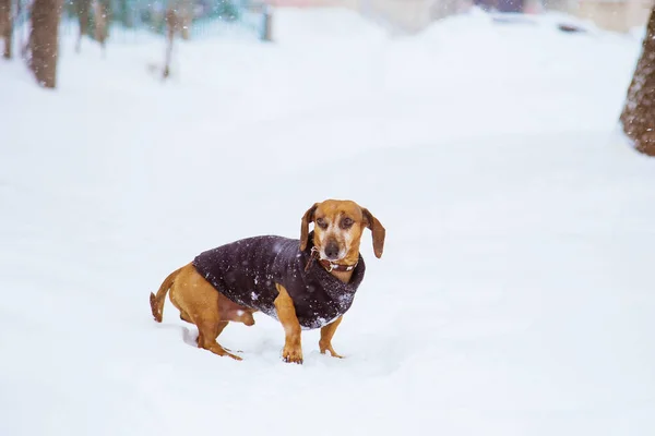 An orange dachshund dog Hand Made dressed in a suit, walks in the winter. Russia, Samara, April 1, 2018.