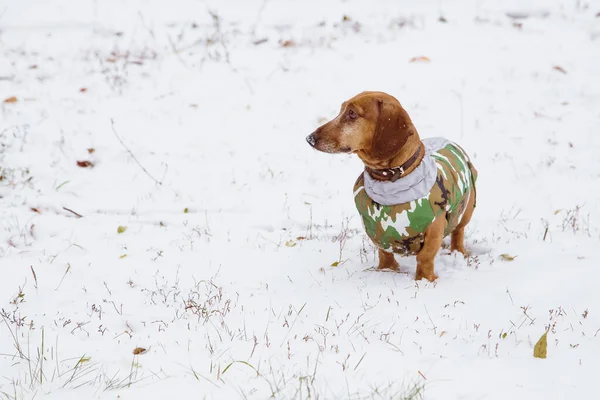 Dachshund Χειμώνα Στη Φύση Στο Χιόνι Κοστούμι Καμουφλάζ Ένα Κυνηγόσκυλο — Φωτογραφία Αρχείου