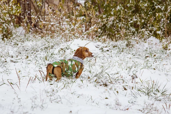 Dachshund Χειμώνα Στη Φύση Στο Χιόνι Κοστούμι Καμουφλάζ Ένα Κυνηγόσκυλο — Φωτογραφία Αρχείου