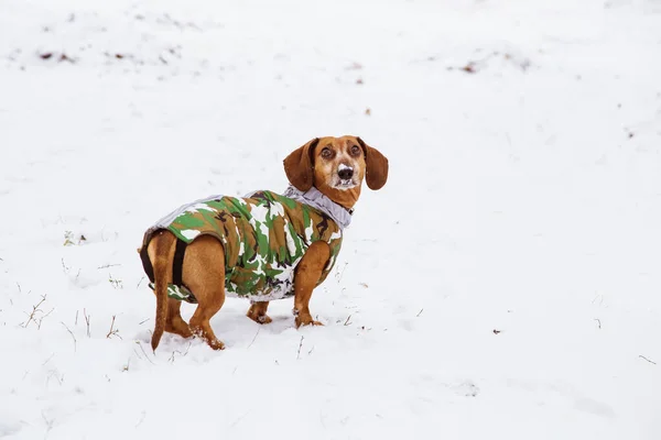 Dachshund Χειμώνα Στη Φύση Στο Χιόνι Κοστούμι Καμουφλάζ Ένα Κυνηγόσκυλο — Φωτογραφία Αρχείου