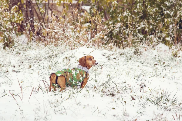 Dachshund Inverno Natureza Neve Terno Camuflagem Cão Caça Com Roupas — Fotografia de Stock