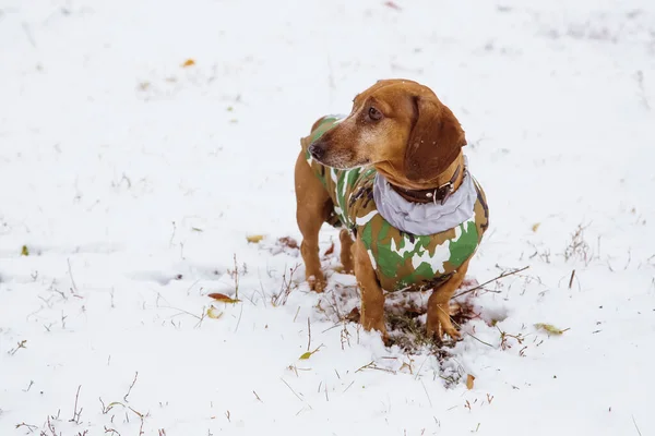 Dachshund in winter in nature, on snow in camouflage suit. A hunting dog in clothes. Early autumn, winter.