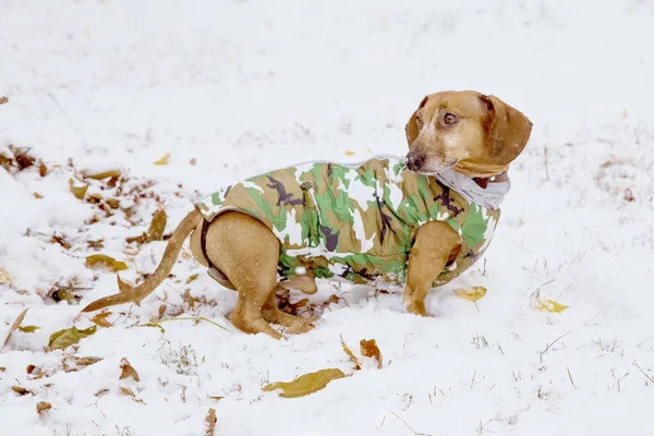 Dachshund Χειμώνα Στη Φύση Στο Χιόνι Κοστούμι Καμουφλάζ Ένα Κυνηγόσκυλο — Φωτογραφία Αρχείου
