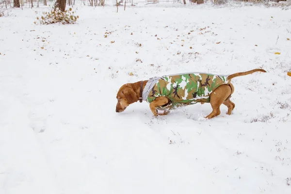 Dachshund Χειμώνα Στη Φύση Στο Χιόνι Κοστούμι Καμουφλάζ Ένα Κυνηγόσκυλο — Φωτογραφία Αρχείου