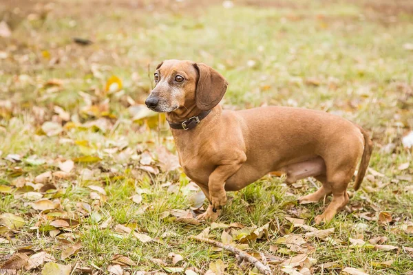 Πορτοκαλί Dachshund Βόλτες Στη Φύση Εξωτερικούς Χώρους Φθινόπωρο — Φωτογραφία Αρχείου