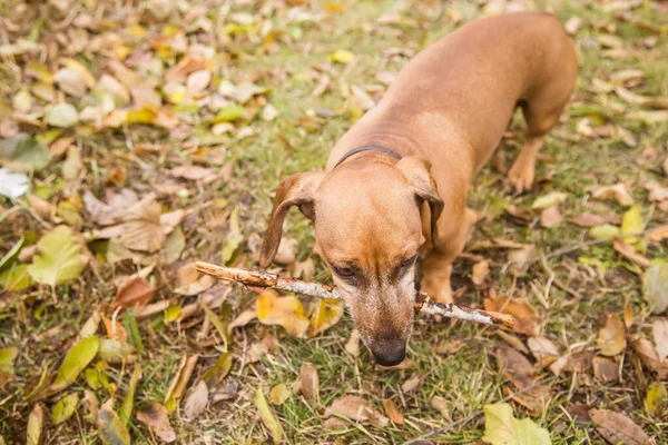 Πορτοκαλί Dachshund Βόλτες Στη Φύση Εξωτερικούς Χώρους Φθινόπωρο Κρατάει Ένα — Φωτογραφία Αρχείου