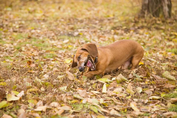 Perro Salchicha Naranja Camina Naturaleza Jugando Royendo Palo Otoño Calle — Foto de Stock