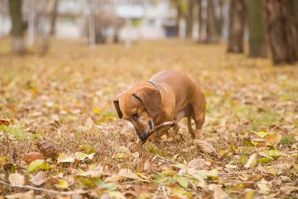 Ένα Πορτοκαλί Dachshund Περπατά Στη Φύση Παίζοντας Και Ροκανίζοντας Ένα — Φωτογραφία Αρχείου