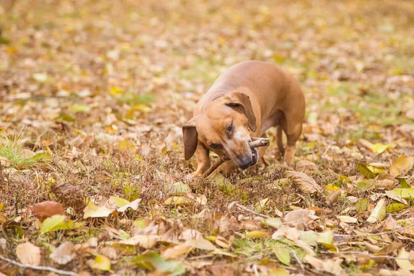 Ένα Πορτοκαλί Dachshund Περπατά Στη Φύση Παίζοντας Και Ροκανίζοντας Ένα — Φωτογραφία Αρχείου