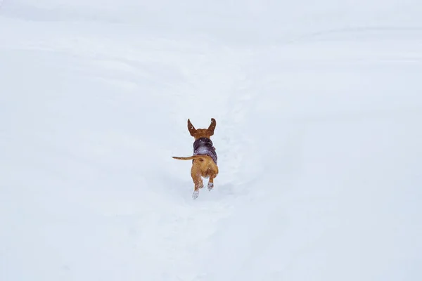 Ένα Πορτοκαλί Dachshund Σκυλί Χέρι Φτιαγμένο Κοστούμι Περπατά Χειμώνα Ρωσία Royalty Free Φωτογραφίες Αρχείου