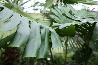Botanik bahçesinde yetişen Monstera Philodendron bitkisinin yeşil yaprakları, sera, koyu arkaplanda her zaman yeşil olan sarmaşıklar.
