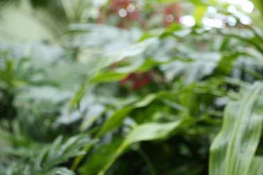 Botanik bahçesinde yetişen Monstera Philodendron bitkisinin yeşil yaprakları, sera, koyu arkaplanda her zaman yeşil olan asmalar. Bulanık Arkaplan.