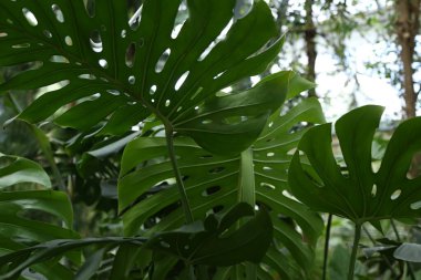 Botanik bahçesinde yetişen Monstera Philodendron bitkisinin yeşil yaprakları, sera, koyu arkaplanda her zaman yeşil olan sarmaşıklar.