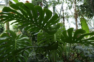 Botanik bahçesinde yetişen Monstera Philodendron bitkisinin yeşil yaprakları, sera, koyu arkaplanda her zaman yeşil olan sarmaşıklar.