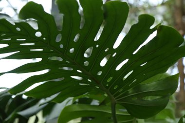 Botanik bahçesinde yetişen Monstera Philodendron bitkisinin yeşil yaprakları, sera, koyu arkaplanda her zaman yeşil olan sarmaşıklar.