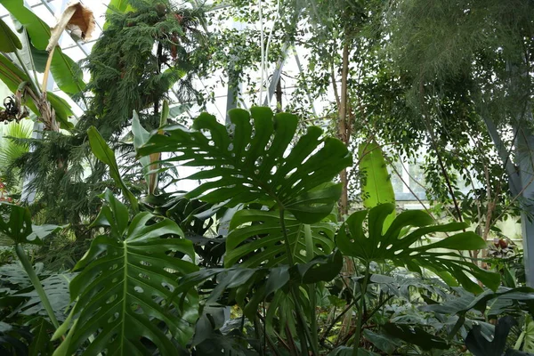 Zielone Liście Roślin Monstera Philodendron Rośnie Ogrodzie Botanicznym Szklarnia Wiecznie — Zdjęcie stockowe